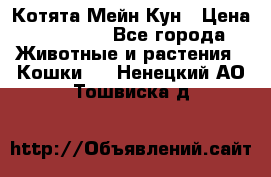 Котята Мейн Кун › Цена ­ 15 000 - Все города Животные и растения » Кошки   . Ненецкий АО,Тошвиска д.